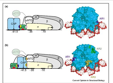 [PDF] Catabolite activator protein: DNA binding and transcription ...