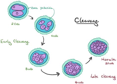 embryogenesis - DriverLayer Search Engine