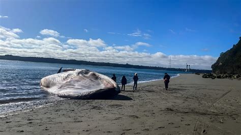 Huge blue whale washes ashore in southern Chile