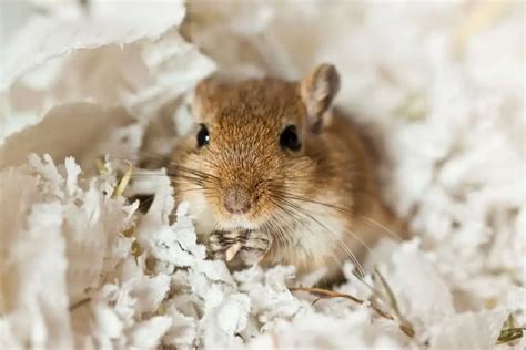 How To Care For A Pet Gerbil | atelier-yuwa.ciao.jp