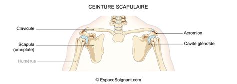 vieux Violon pistolet ceinture scapulaire Illusion vivant Discret