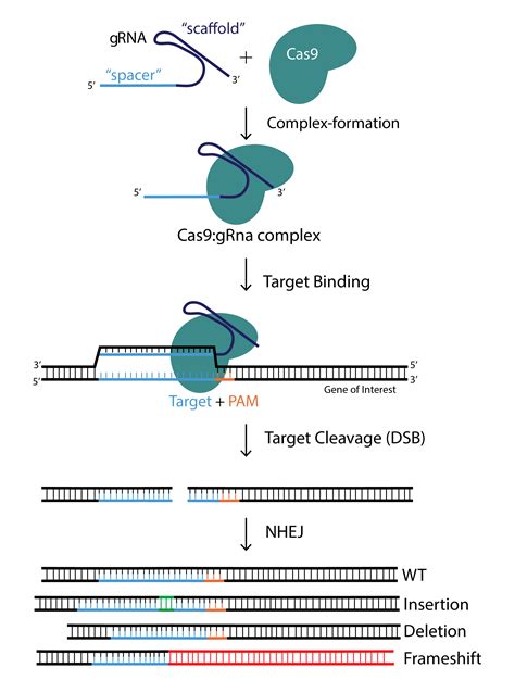 CRISPR/Cas9 AAV and Adenovirus Product Catalog – Vector Biolabs