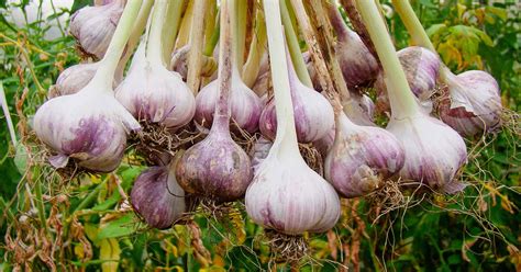 Cultivating Garlic at Home: A Guide to Growing, Harvesting, and Storing