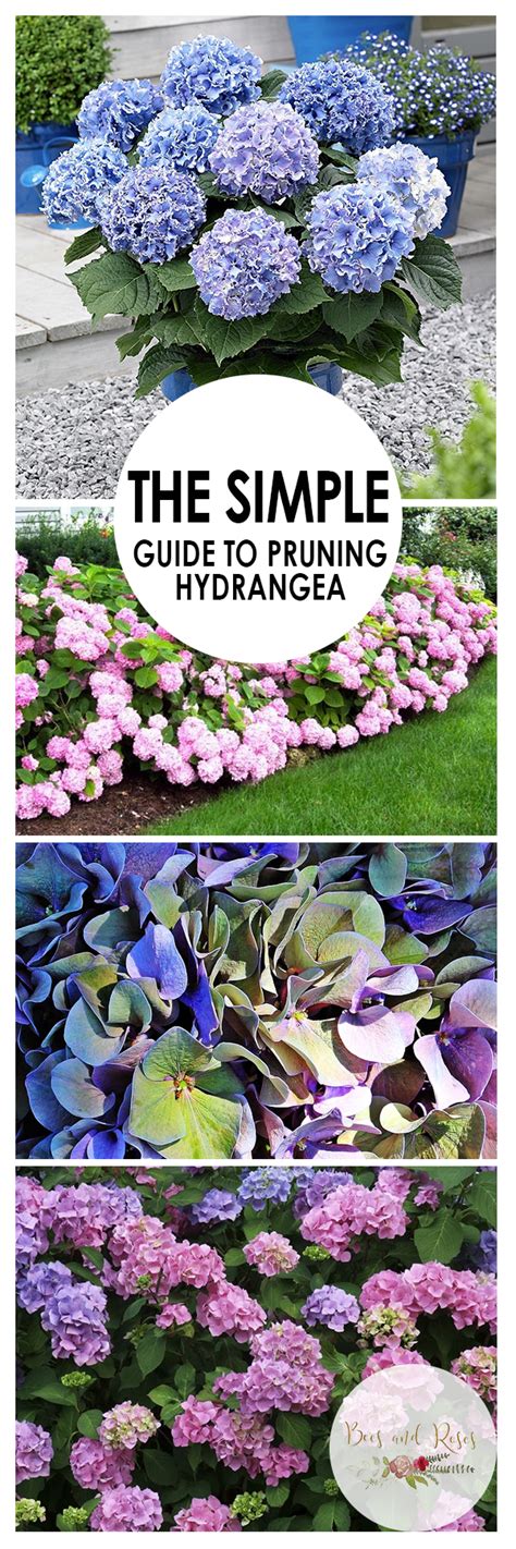 The Simple Guide to Pruning Hydrangea ~ Bees and Roses