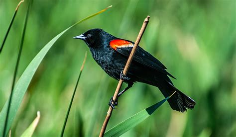 Red Winged Blackbird Behavior | Good Natured