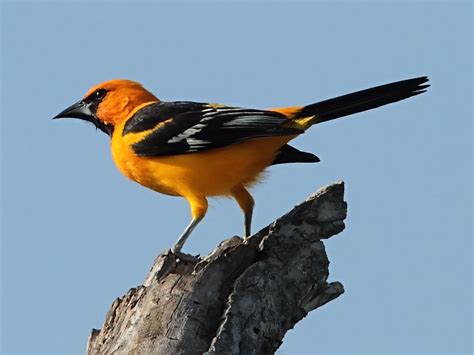 Ecobirder: Altamira Oriole