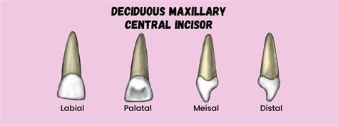 Deciduous Maxillary Central Incisor | Dental Education Hub