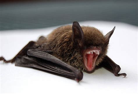 Bats and human health | BC BATS