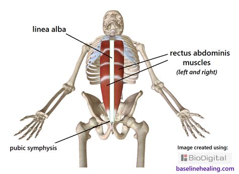 linea alba midline primary guide for body alignment