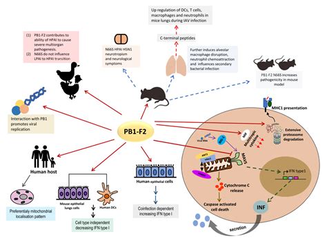 Viruses | Free Full-Text | The Effects of Genetic Variation on H7N9 ...