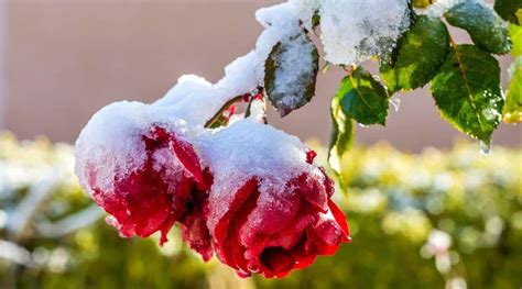 10 Care Tips to Help Prepare Your Roses For Winter