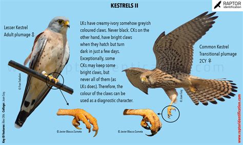 Lesser Kestrel vs Common Kestrel (II): claws – Raptor Identification ...