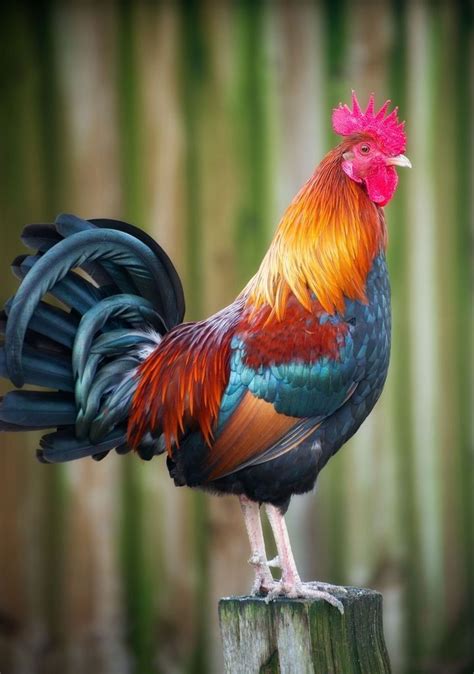 Amazing and Healthy Rooster | Beautiful chickens, Fancy chickens ...