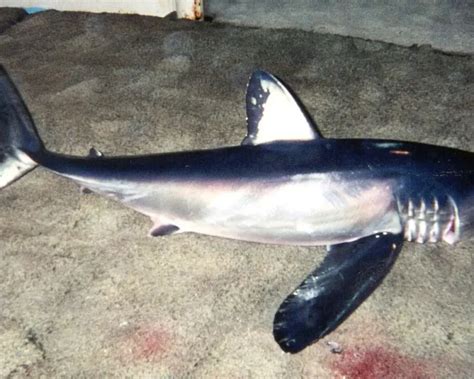 Longfin mako shark - Facts, Diet, Habitat & Pictures on Animalia.bio