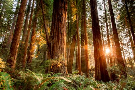 REDWOOD NATIONAL PARK (Northern California, U.S.)