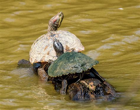 Mating Turtles Photograph by Deborah Lucia - Fine Art America