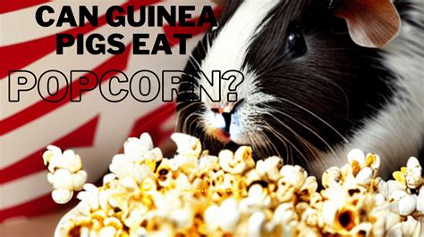 Can Guinea Pigs Eat Popcorn? - Pets Beast