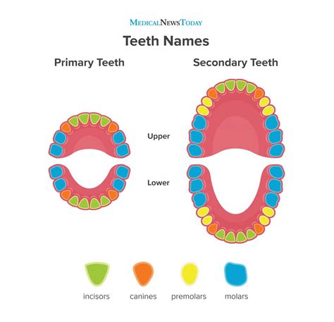 What Are Canine Teeth Called In Humans