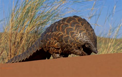 Save Pangolins