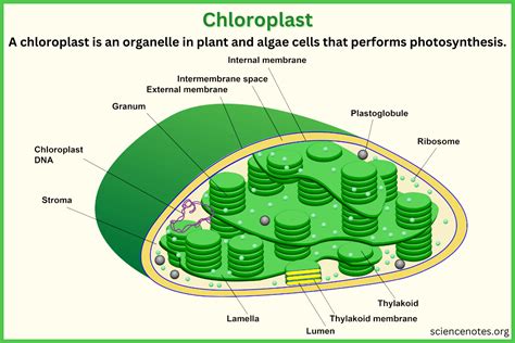 Chloroplast Function, Definition, and Diagram