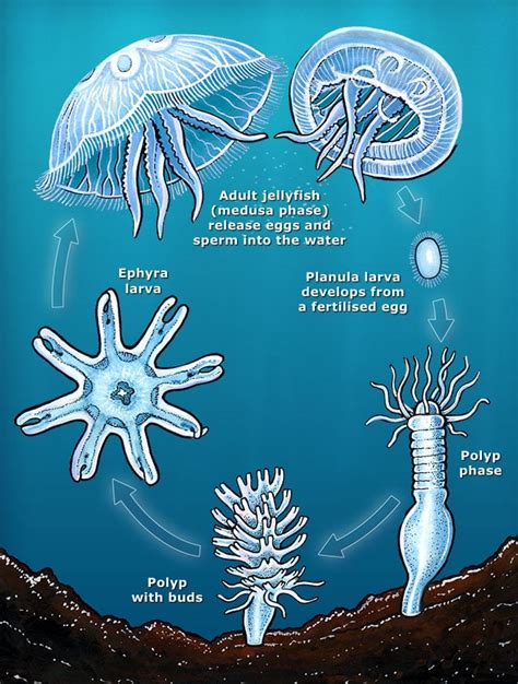 Amazingly adapted and highly successful, jellyfish (Cnidaria, Hydrozoa ...