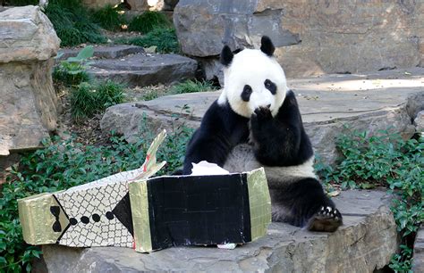 Easter comes early for Giant Pandas at Adelaide Zoo