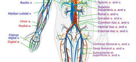 Circulatory collapse – Healthy Food Near Me