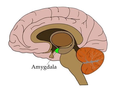 Know Your Brain: Amygdala — Neuroscientifically Challenged