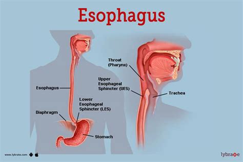 Esophagus (Human Anatomy): Picture, Function, Diseases, Tests, and ...