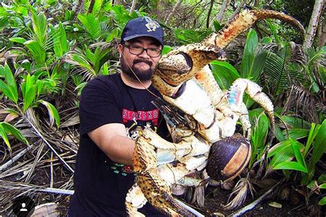 Un gigantesque spécimen de crabe de cocotier - Il se nourrit d’animaux ...