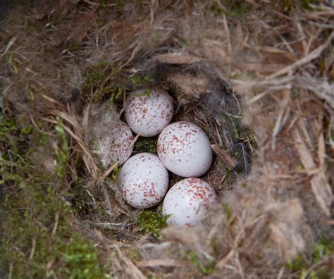 Carolina Chickadee: Nest and Eggs - Avian Report