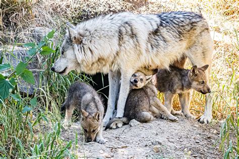 Newborn Gray Wolf Pups