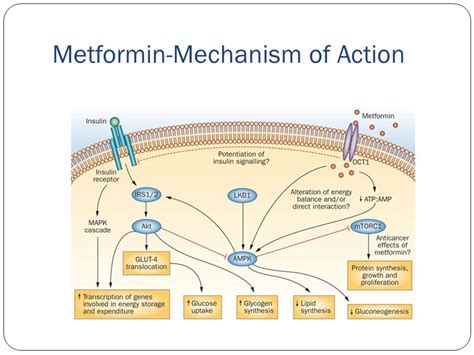 What is exact mechanism of metformin for sensitizing the insulin ...