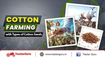 Cotton Farming: A Stepwise Approach to Details And Economy