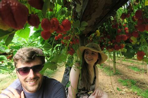 Pick your own at Trevaskis Farm, Cornwall - Melissa Carne