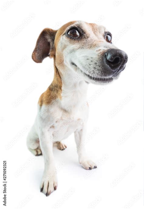 Smiling Dog Meme