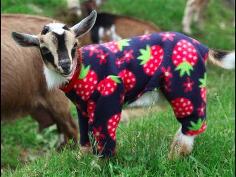 Sunflower Farm Goats in Pajamas! Long Version...for fans who need a bit ...