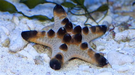 Buy Chocolate Chip Starfish | Aquarium Starfish Sale - Vivid Aquariums