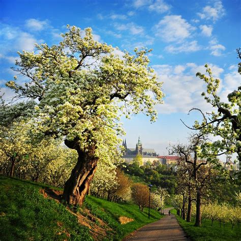 Prague Spring by Edgar Barany | 500px | Prague spring, Prague, Most ...