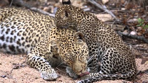 Mother leopard & cub - YouTube