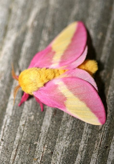 Rosy Maple Moth Facts, Habitat, Diet, Life Cycle, Baby, Pictures