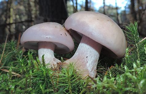 16 Wild Edible Mushrooms You Can Forage This Autumn - Learn Your Land