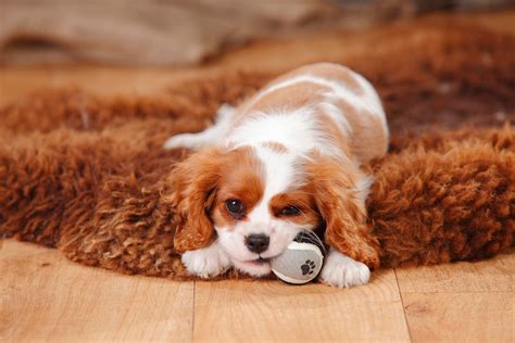 Lazy Dog Breeds That Are Expert Nappers | Reader's Digest