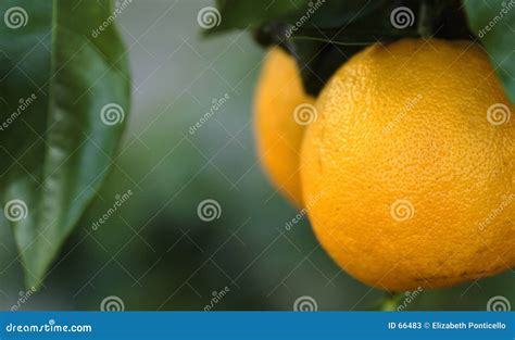 Florida oranges stock image. Image of green, florida, orange - 66483