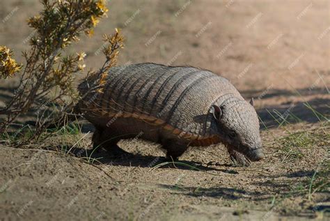 Premium Photo | Hairy Armadillo in grassland environment Peninsula ...