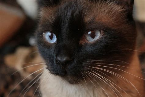 Siamese Cat Pictures | Download Free Images on Unsplash