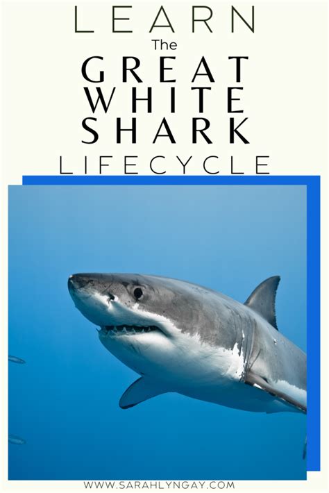 The Life Cycle of a Great White Shark: Survival in the Ocean - Sarah ...