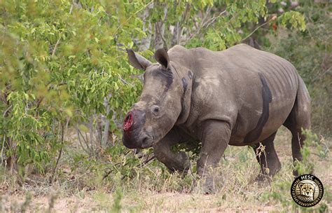 Our new poached rhino gets her first treatment | HESC