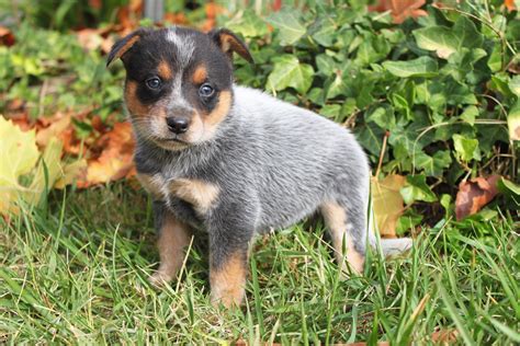 Queensland Heeler Puppy Dogs For Sale in Ventura County, Southern ...