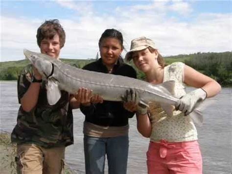 North Saskatchewan River Fishing Sturgeon - YouTube